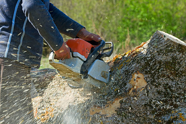 Reliable Indian Springs, GA Tree Service Solutions